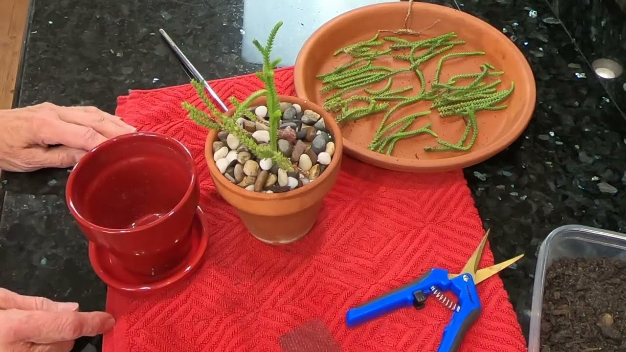How To Propagate and Care for Crassula Muscosa Watch Chain Succulent Plant