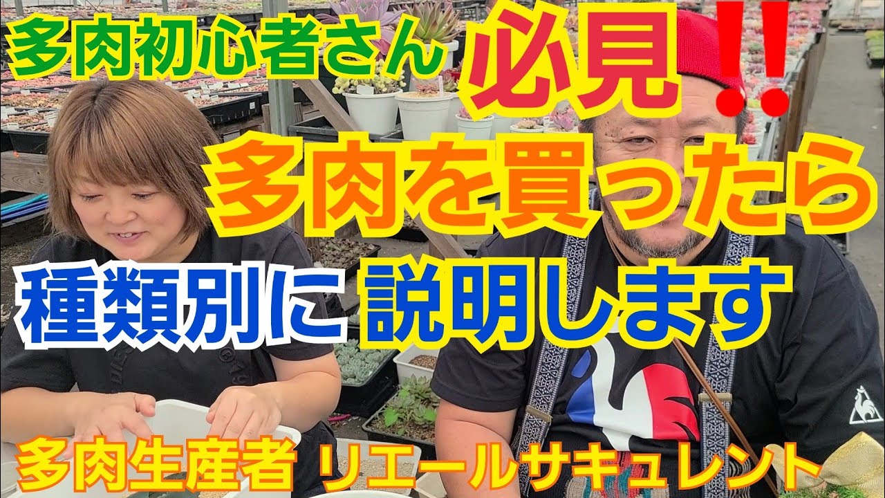 【多肉植物】【ガーデニング】多肉初心者🔰さん‼️必見‼️多肉植物を買ったらどうするか⁉️種類別に説明します🎵2021年11月22日
