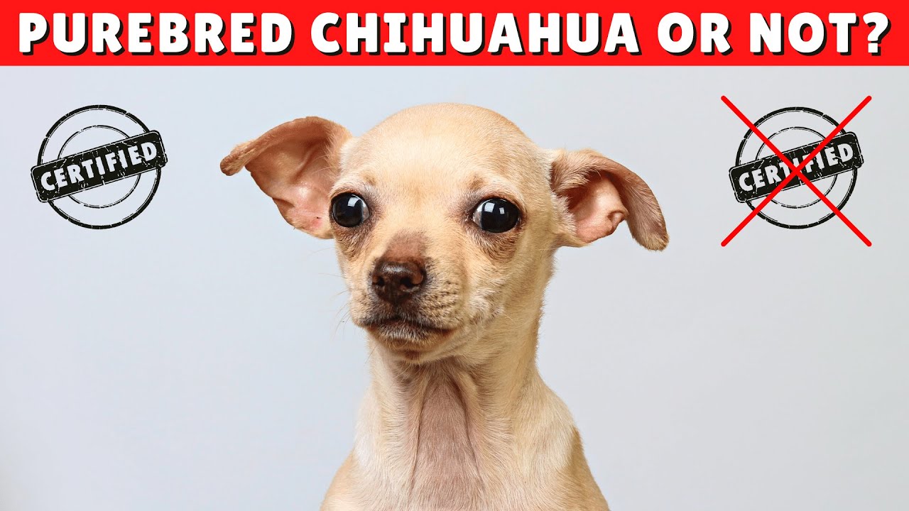 How Can You Tell If Your Chihuahua Is A Purebred Dog?