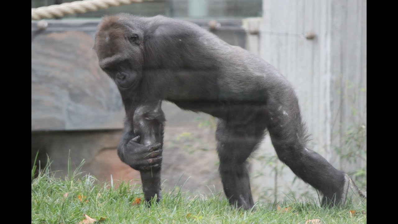 Gorillas / Gorilles : ZOO Antwerpen