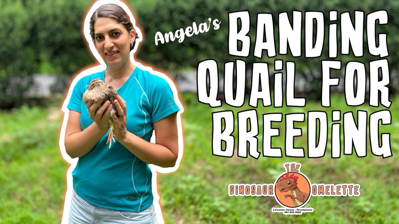 Weighing and Banding Quail