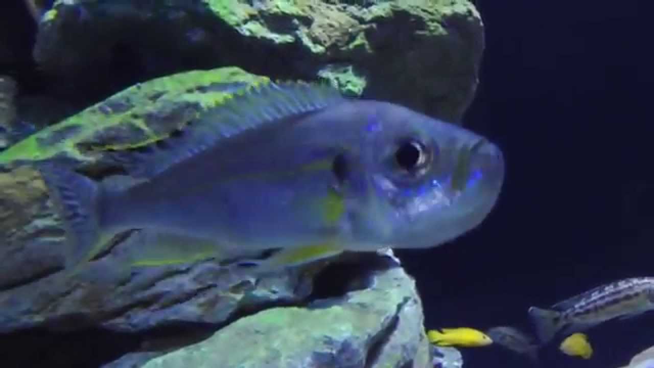 london zoo acquario