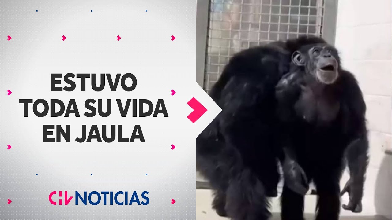 Chimpancé miró con asombro el cielo por primera vez tras pasar 28 años en cautiverio