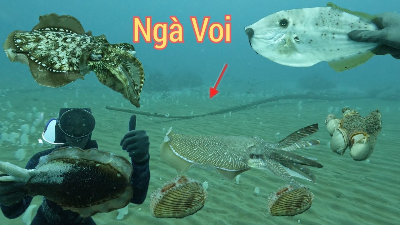 Lặn Điểm Mới May Mắn Gặp Ngà Voi Mực Nang  Ốc Tỏi Cá Mú - Diving spearfishing