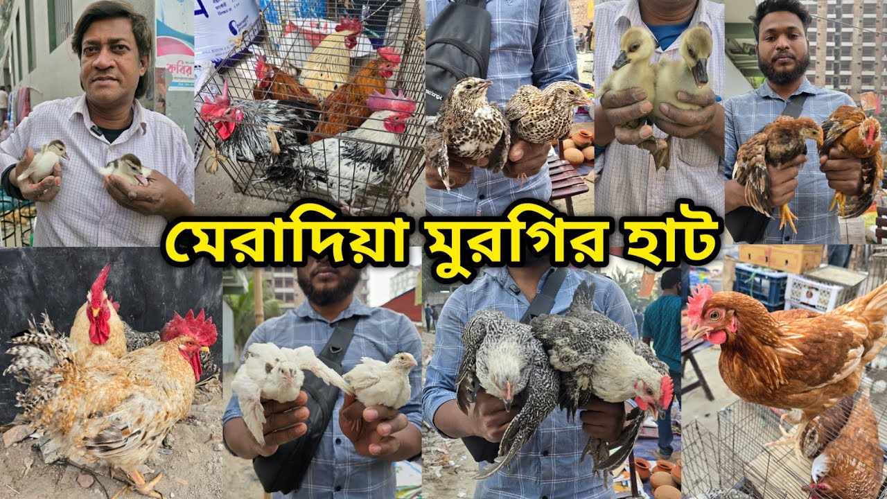 Meradiya chicken hat | বাচ্চা সহ দেশি মুরগি | দেশি মুরগিতে ভরপুর | ফেন্সি মুরগি | ফেন্সি মুরগির দাম 