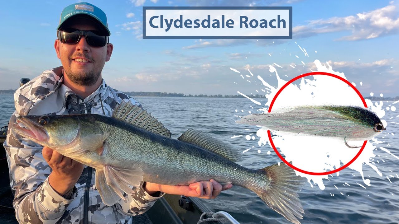 Fly Tying a Clydesdale Roach - Fly Supply TV
