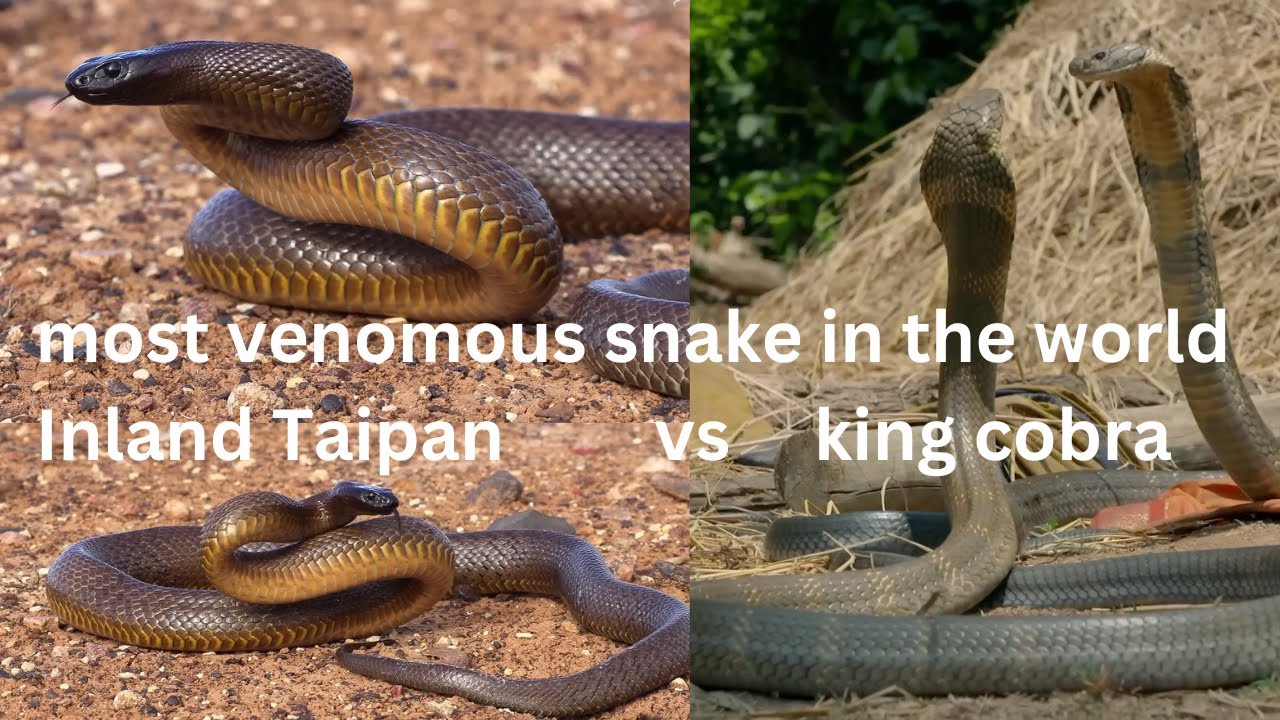 Most Venomous Snake in the world Inland Taipan vs King cobra who will win ? Never single bite Human