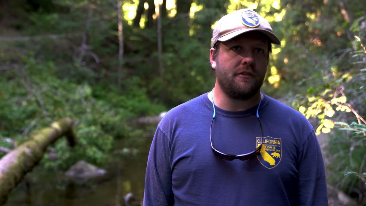 Pescadero & Butano Creek Fish Tracking Project: Tagging & Sampling Fish