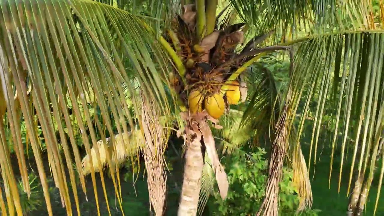 Una finca donde naturaleza e inversión se encuentran | Hojancha, Guanacaste