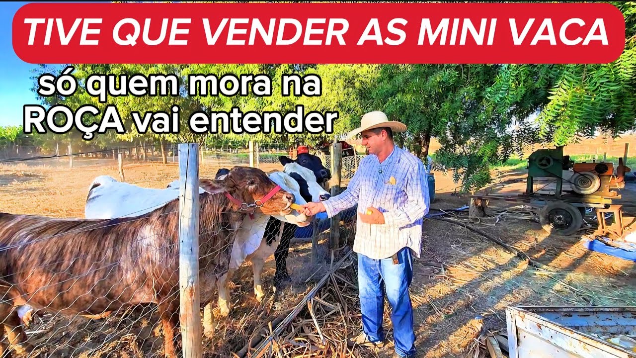VENDI AS MINI VACA VEJA PORQUE! ROBERTO LUNA VIDA NA RO&Ccedil;A