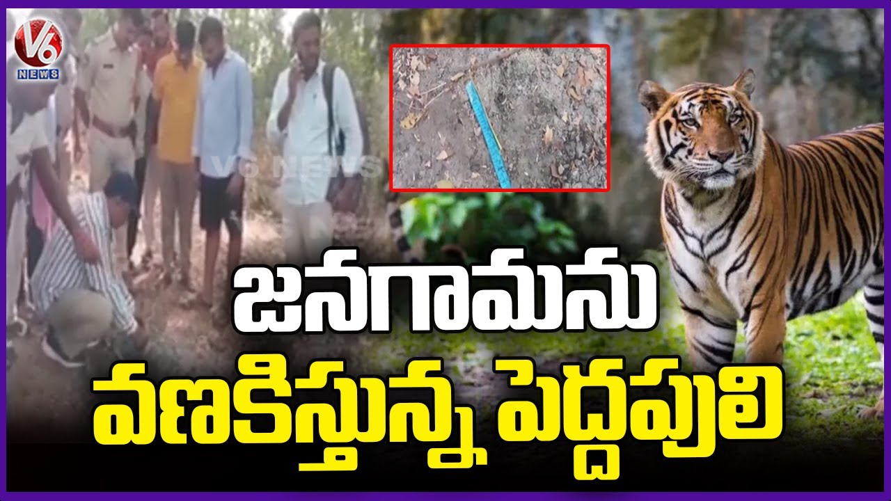 Tiger Spotted In Jangaon, Officials Alert Public | V6 News