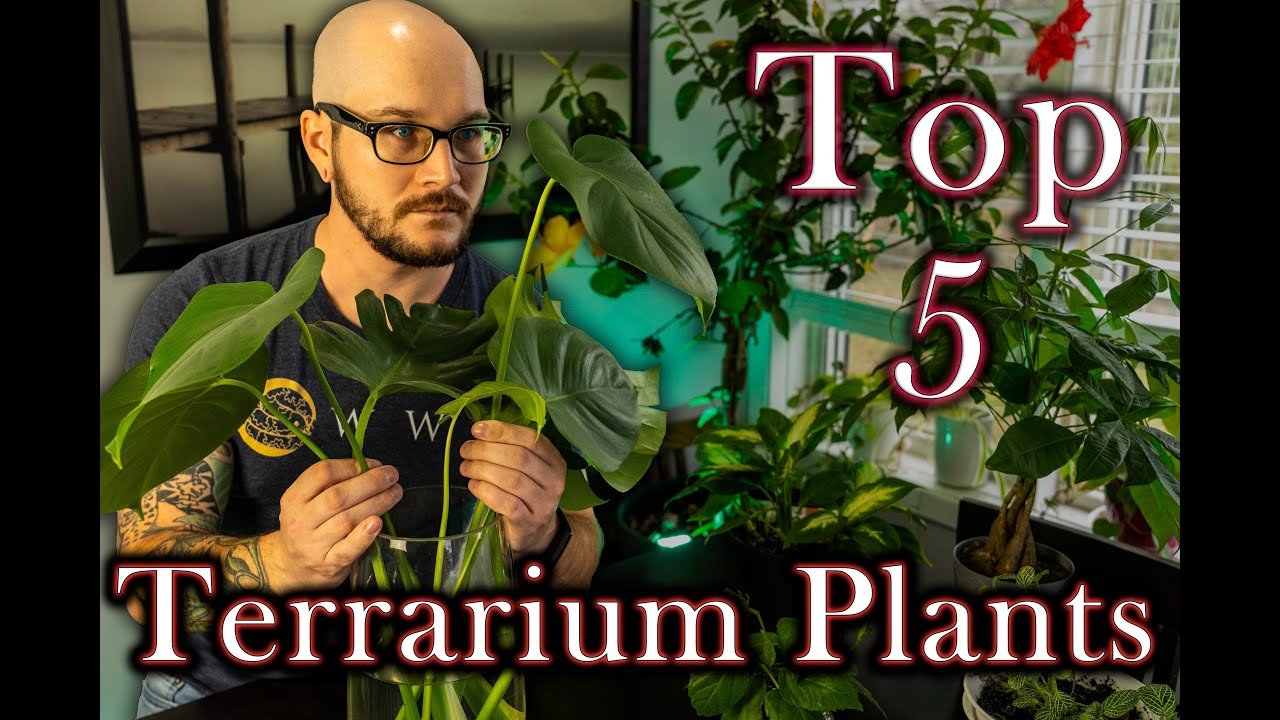 Top 5 Terrarium Plants That Will Change The Way You Keep Reptiles | Featuring @Mike Tytula