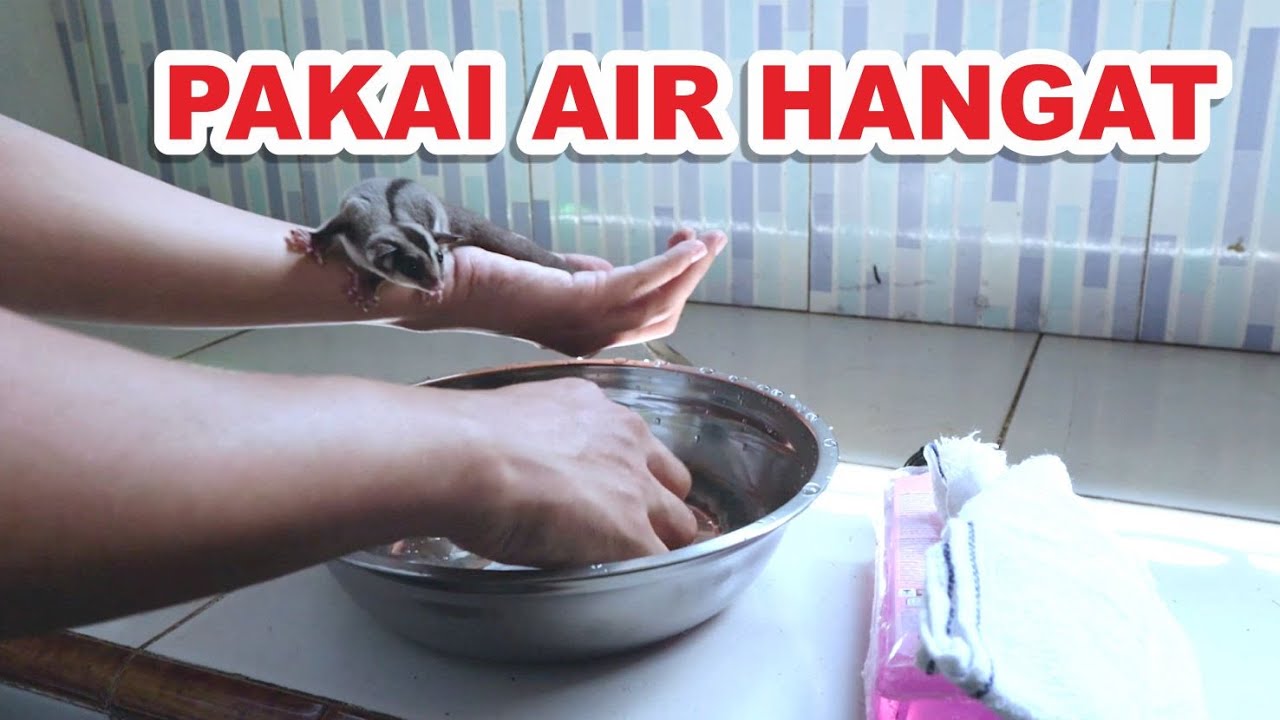 Tutorial memandikan sugar glider dengan air hangat untuk pertama kali