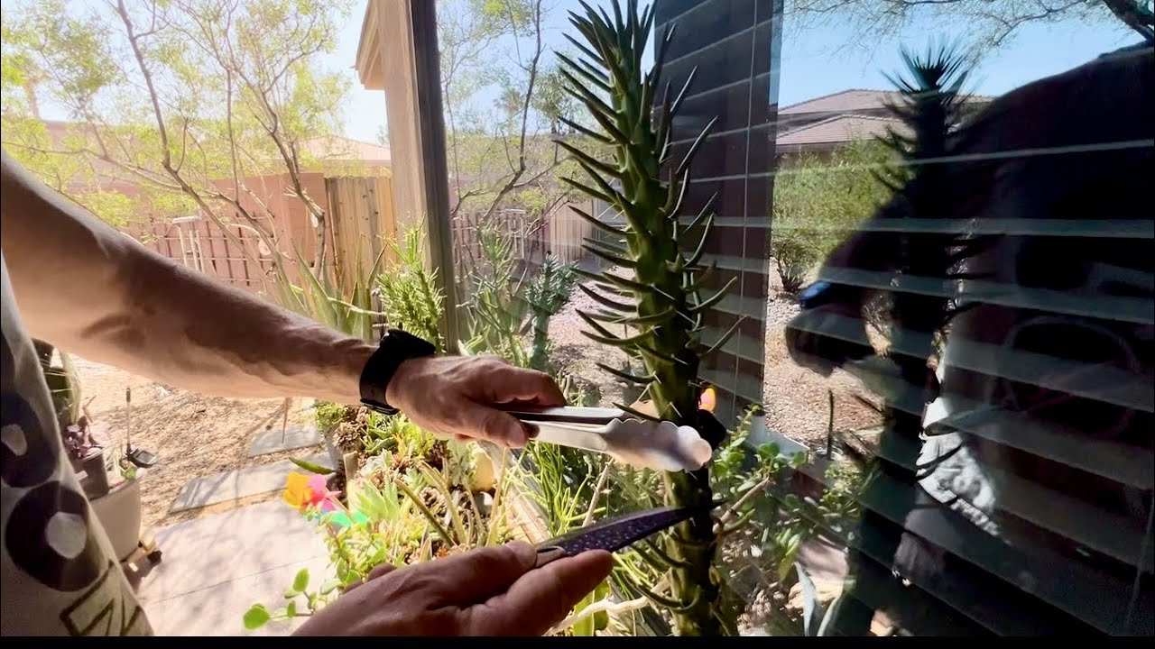 Propagating Another Eve&rsquo;s Needle