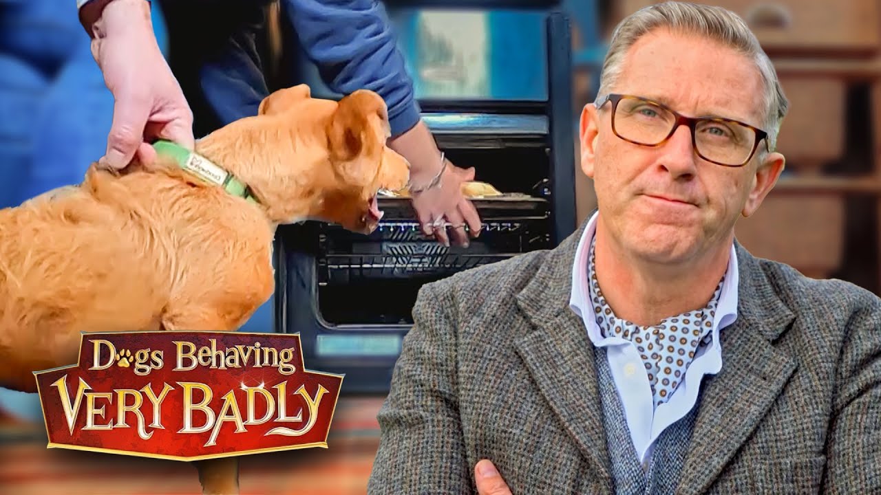 Help! My Therapy Dog Needs Therapy