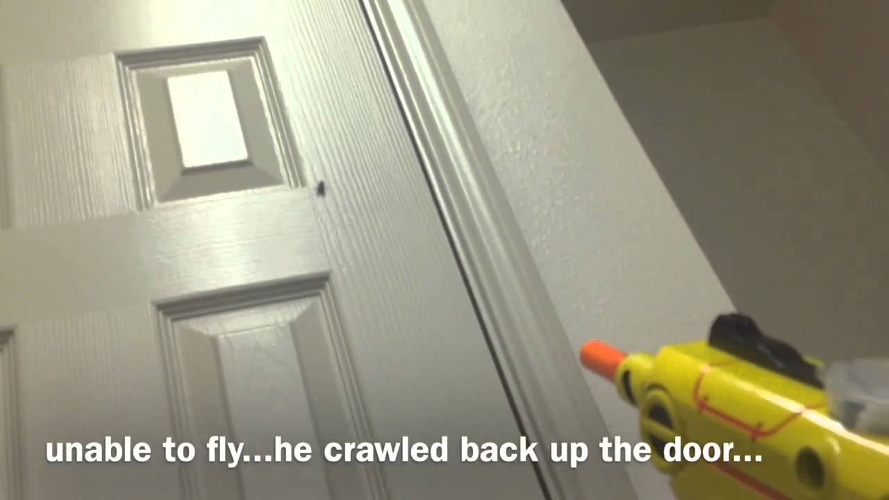 Bug A Salt fly hunt