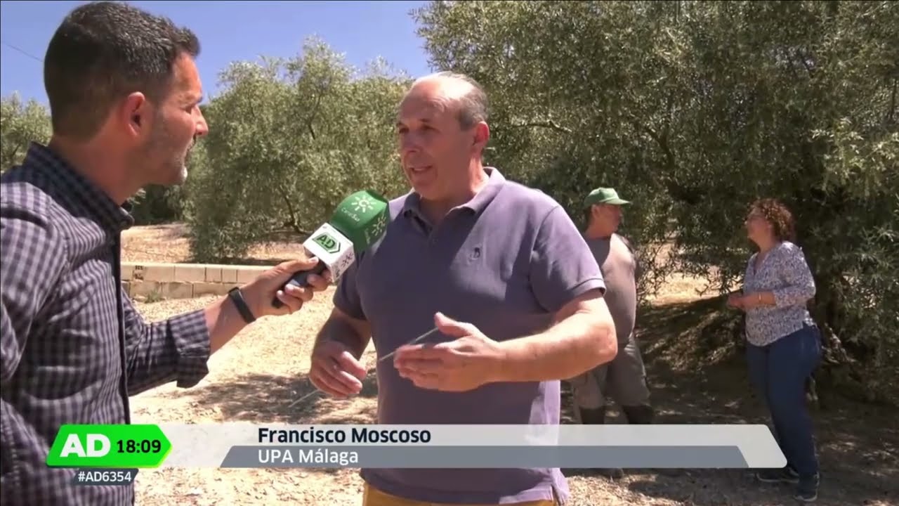 UPA Málaga muestra las consecuencias de la sequía en el olivar. Andalucía Directo 17 abril
