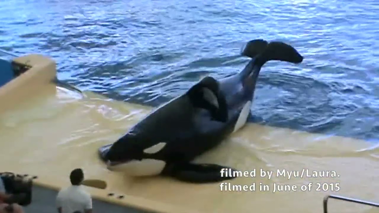 Orca Ocean Killer Whale Morgan story & show with Orca Morgan at Loro Parque in Tenerife