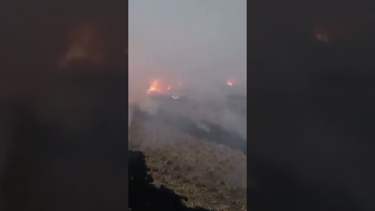 Drone Captures Punjab Farm Fires as Delhi Suffocates News Today | AL1V