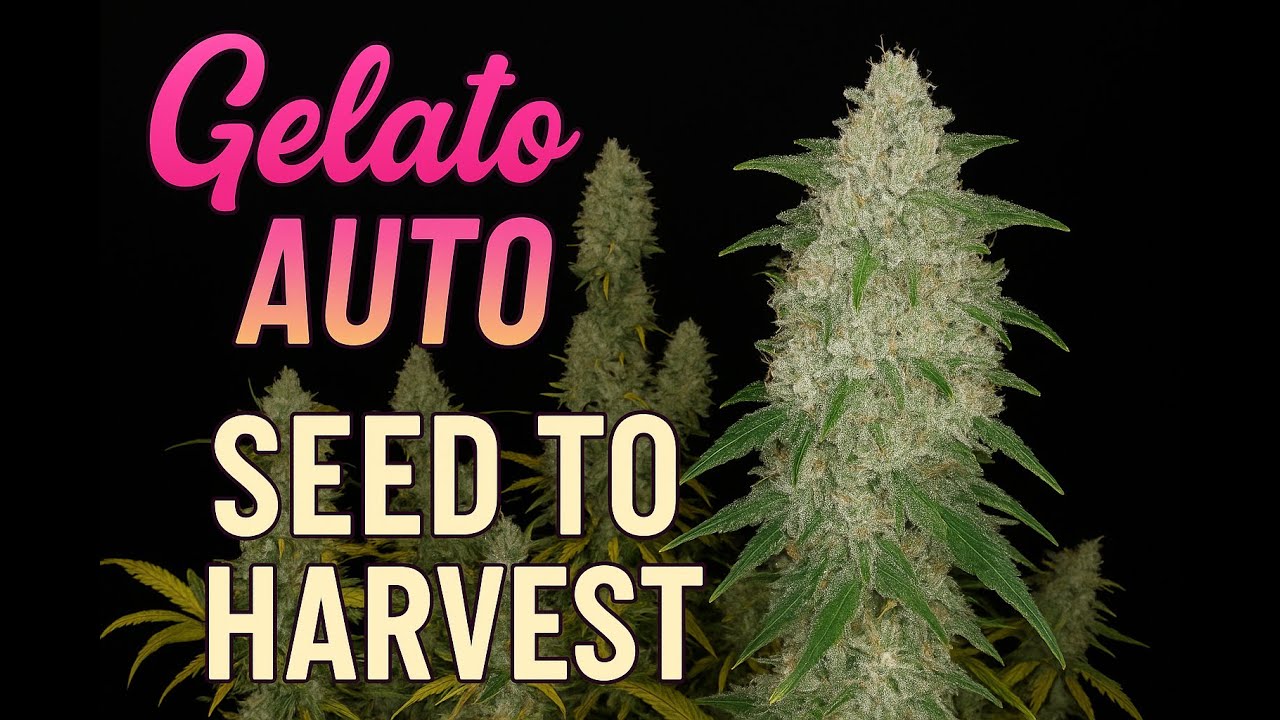 Gelato Auto - Seed To Harvest - 237 Grams (2Fast4Buds) by TSG #cannabiseducation #growing