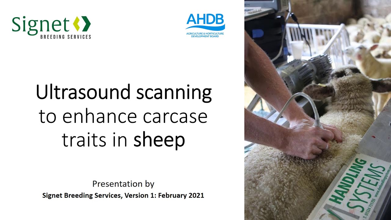 Ultrasound scanning training video