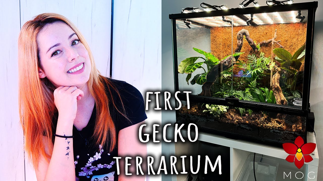 VERY simple, easy to do terrarium for my first Crested Gecko Lizard!