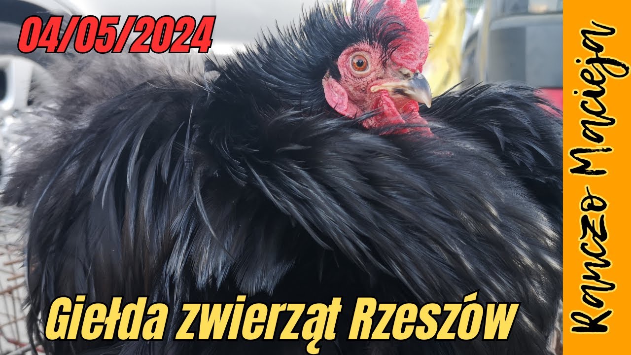 Giełda zwierząt Rzeszów 04.05.2024  #379 [4K]