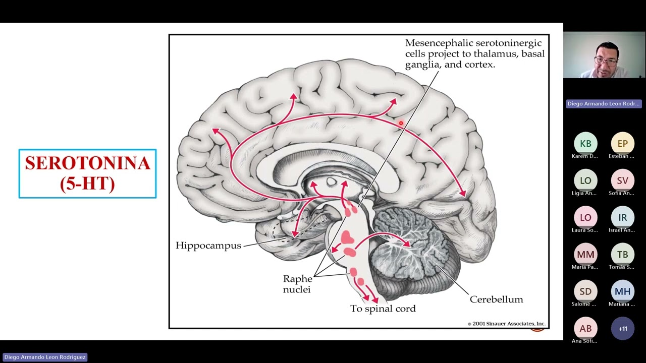 Psicología y Neurobiología de la Serotonina