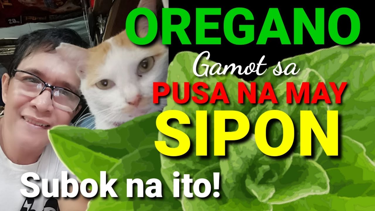 PAANO GAMUTIN ANG PUSANG MAY SIPON | DA HUSTLER'S TV