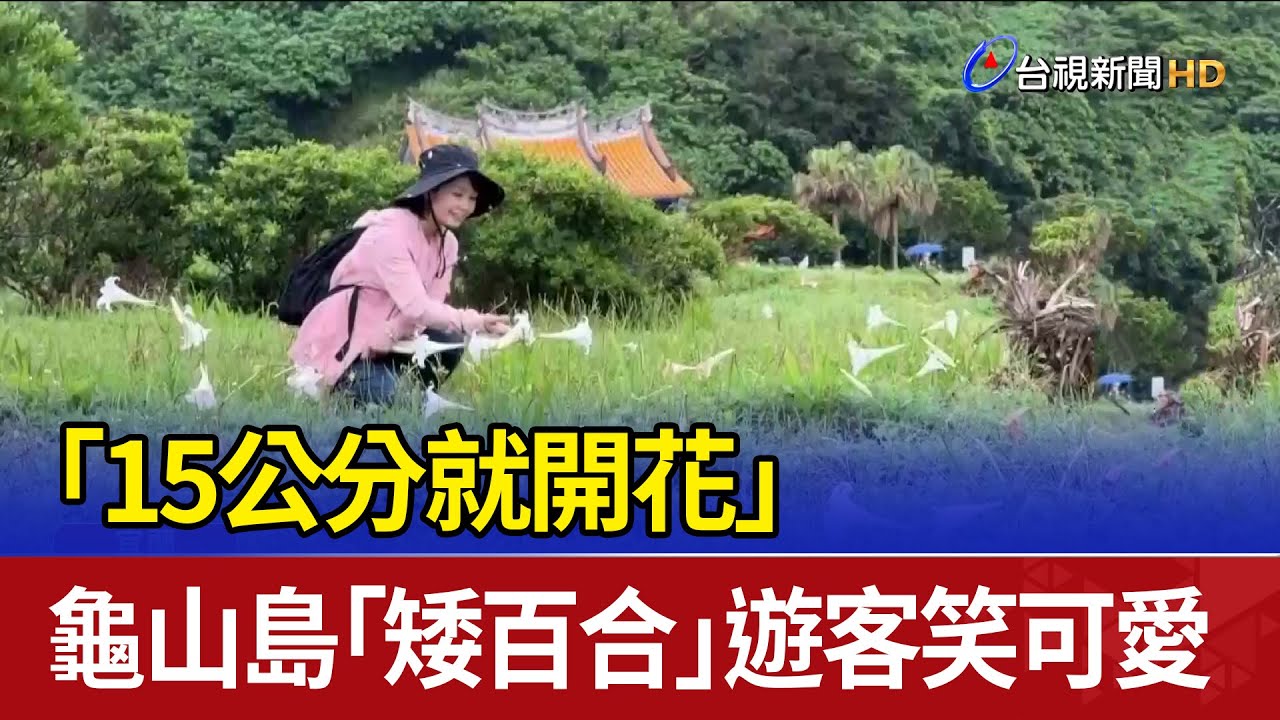 「15公分就開花」 龜山島「矮百合」遊客笑可愛