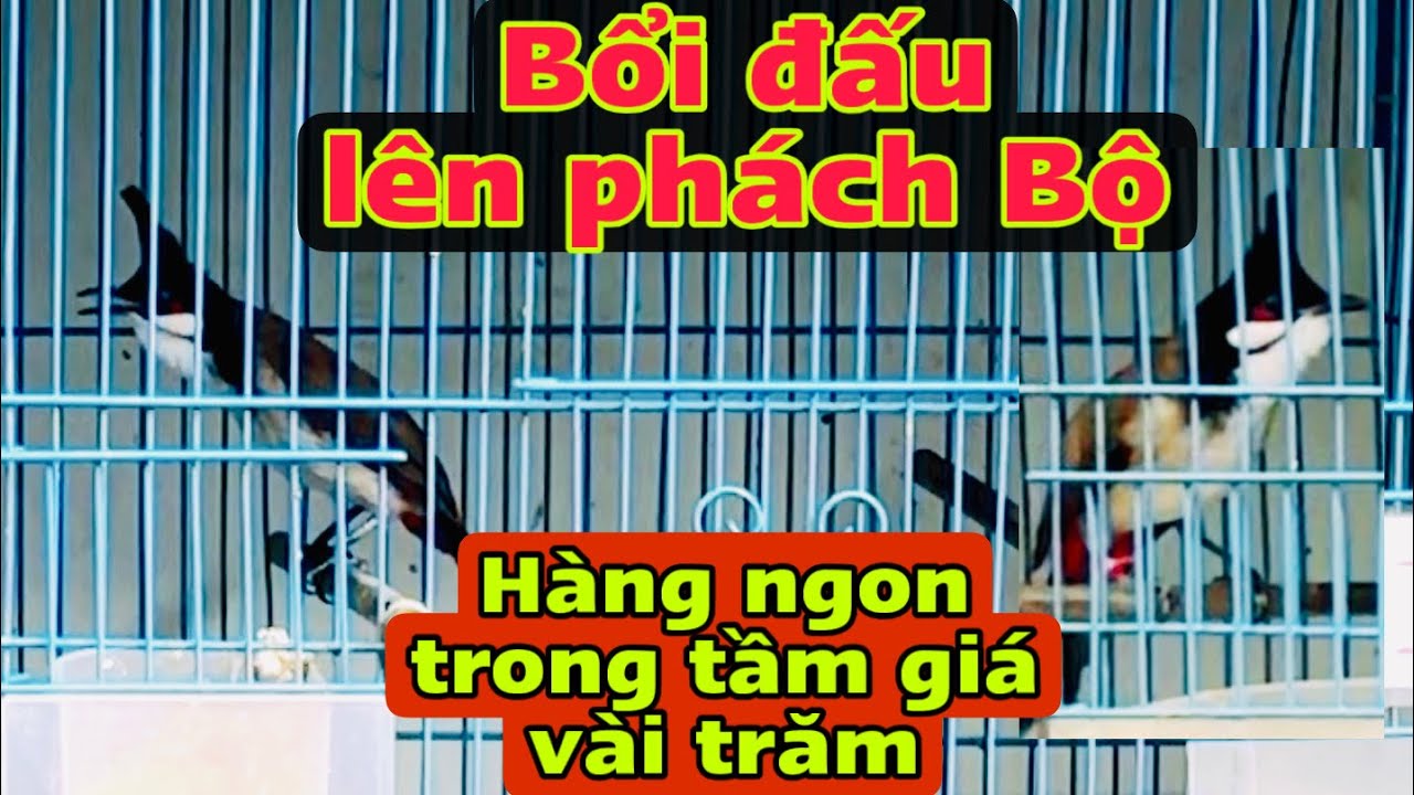 3/3 Bẫy Đấu, Bổi Tuyển ..giá dưới 1tr .tét sổ bọng lên phách đủ cả . ae sẵn nuôi ❤️🔥🔥