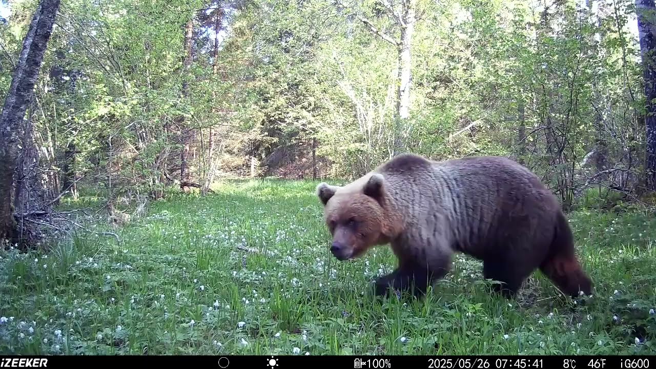 Rajakaamera/ Wildcamera/ Trail camera vol 42.1