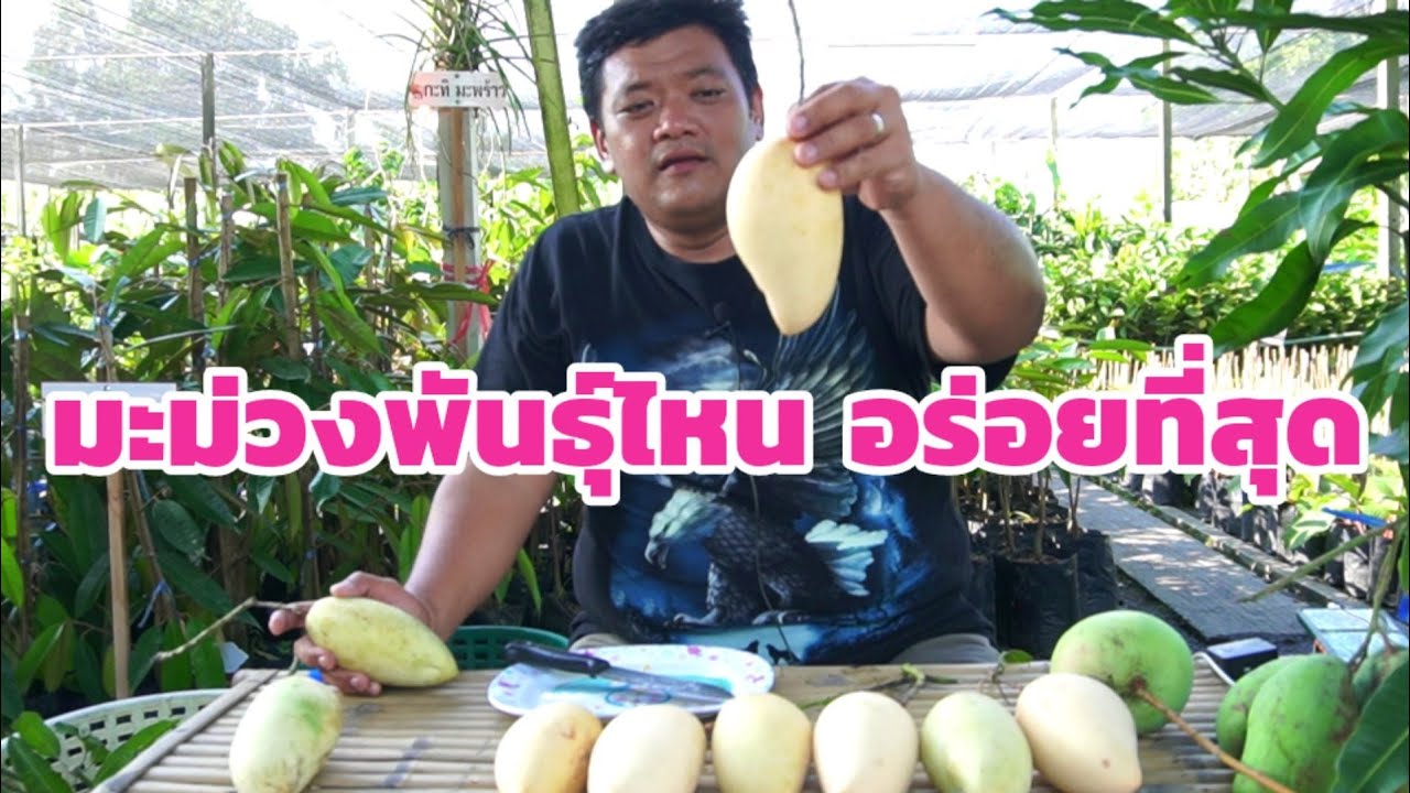 มะม่วงพันธุ์ไหนอร่อยที่สุด มะม่วง น้ำดอกไม้สีทอง น้ำดอกไม้เบอร์4 น้ำดอกไม้มันส์ R2E2 | พี่ต้อม