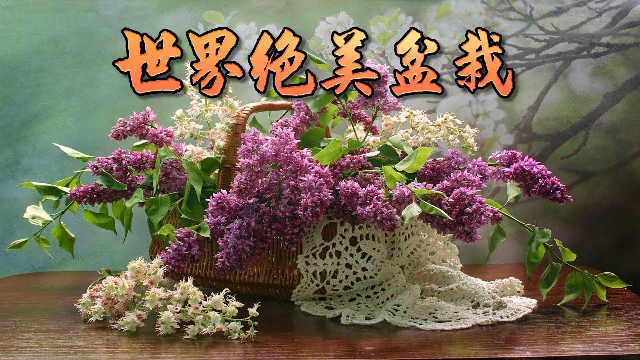 世界絕美盆栽 Most beautiful bonsais