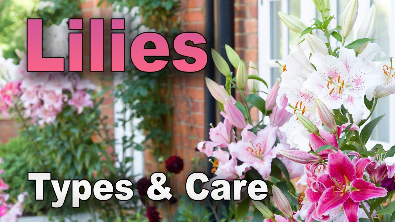 All 5 Types of Lilies Explained – Grow Great Looking Lilies