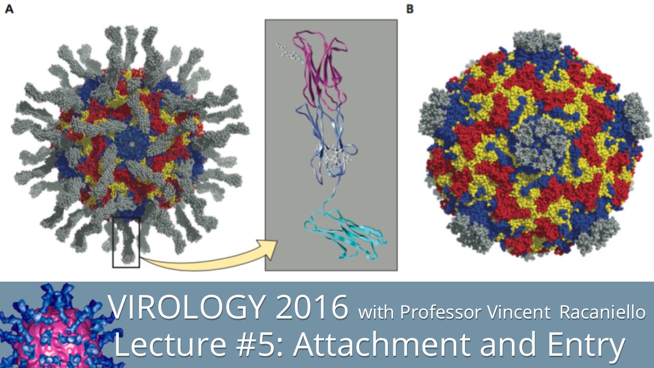 Virology Lectures 2016 #5: Attachment and Entry