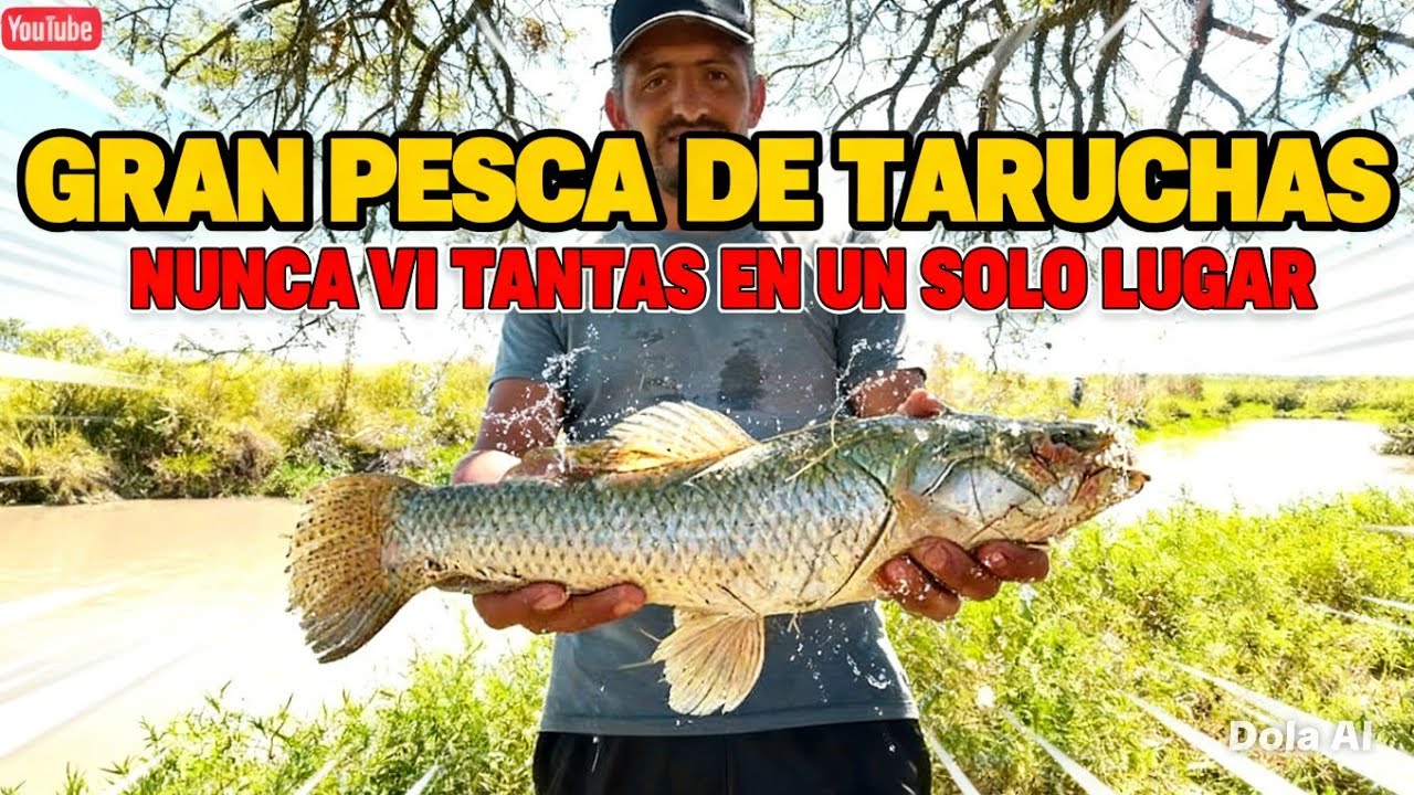 Increíble pesca de tarariras y bagres 🎣! Tanto pique nos vuelve locos 😱#pesca #fishing #fish #arroyo