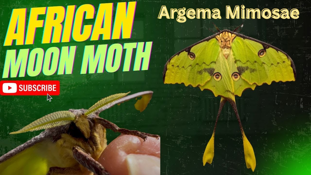 The African moon moth, Argema Mimosae