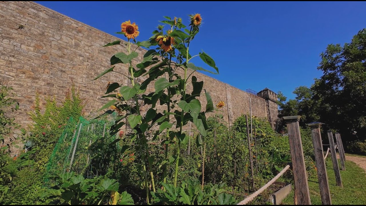 【4K】 60p ASMR Bike Ride 🚴 Sunny Philadelphia Morning - Fairmount 🎧