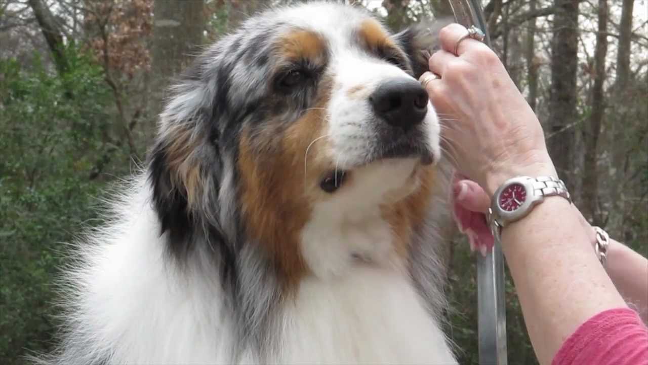 Groom Your Australian Shepherd A Basic Introduction