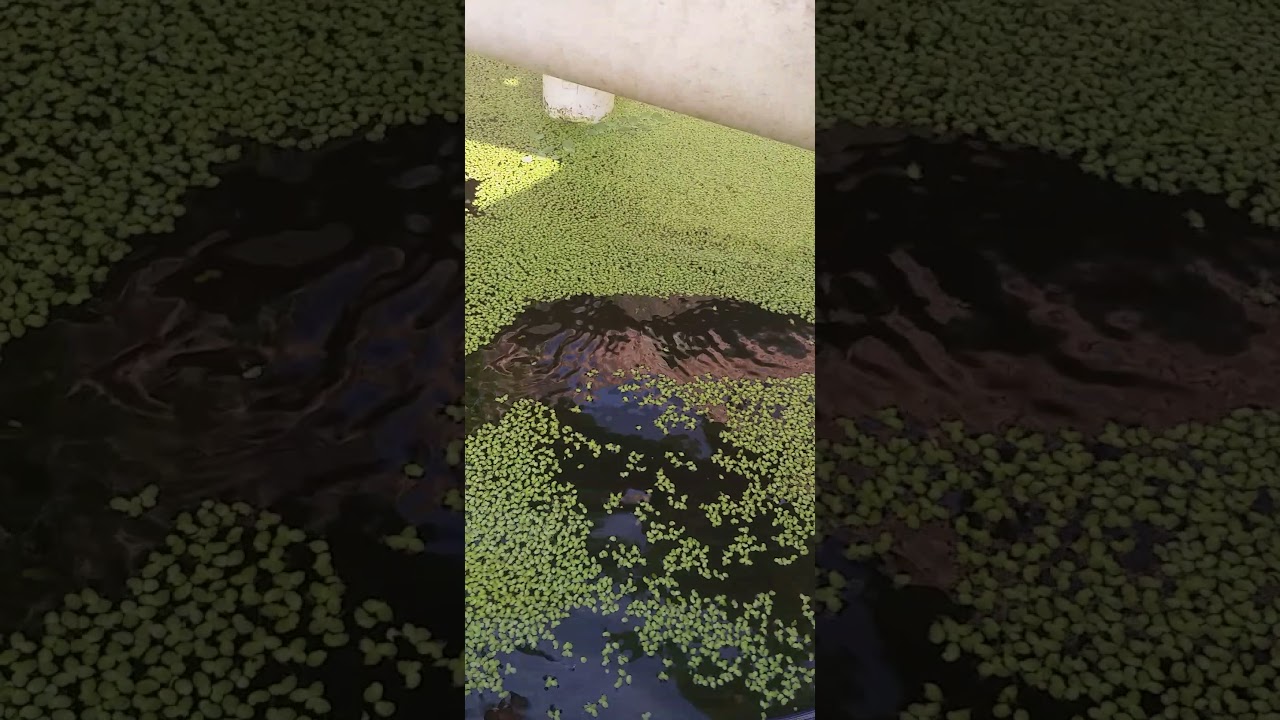 Lemna minor (Lentilhas d'agua). Complemento alimentar riqu&iacute;ssimo. Alimente seus peixes com ela. 👍🤝😉