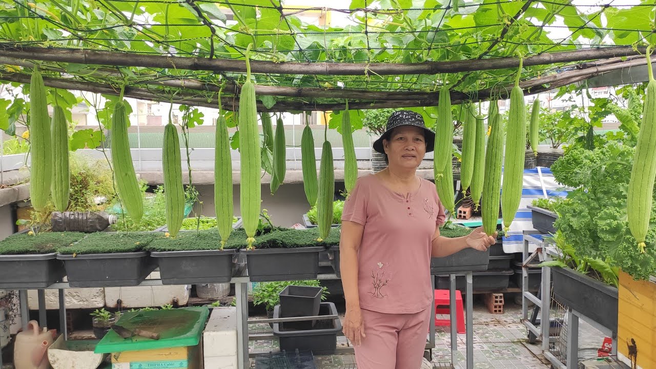Hướng dẫn trồng mướp trong thùng thông minh , trái đầy giàn , chỉ cần 13cm đất  | Khoa Hien 439
