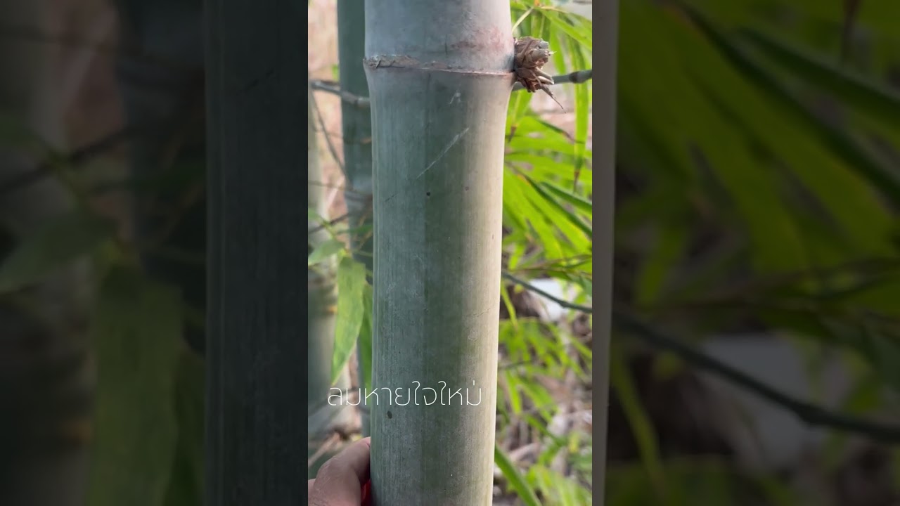 จากผืนนาสู่ป่าคอนกรีต | จากคอนกรีตสู่ป่าไผ่ ป่าไม้ ธรรมชาติ ฮีลใจ #ไผ่ #ไผ่ซางหม่น #ป่าปลูก #ปลูกป่า