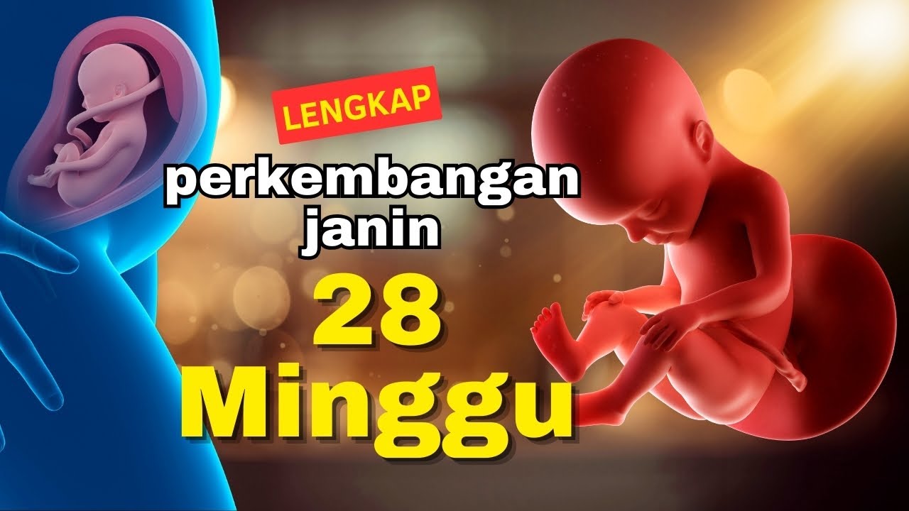 Perkembangan Janin lengkap Usia 28 Minggu Di Dalam Kandungan