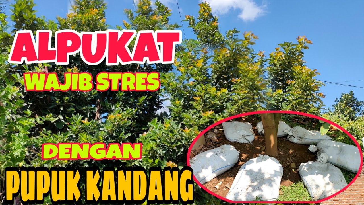 Cara membuahkan alpukat dengan pupuk kandang kotoran sapi | bitshop king