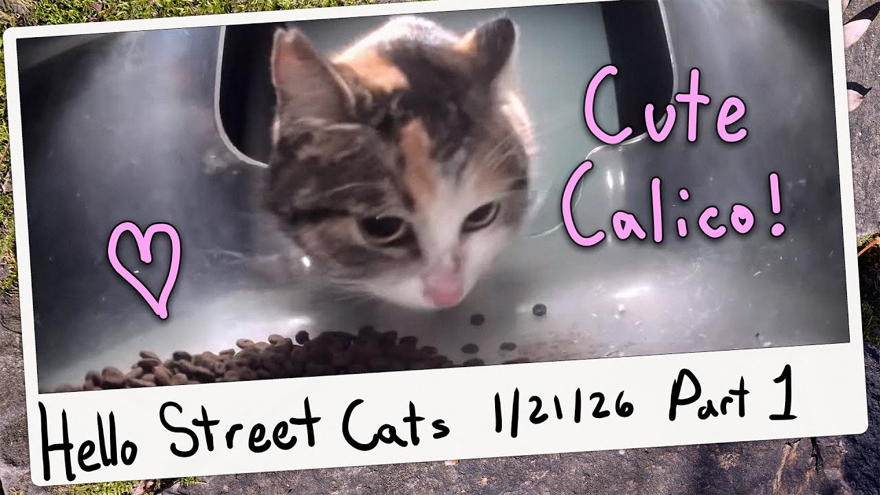 Cute Calico Youngster Spotted at Baldie Carrot! 😺💞 Hello Street Cat Archive 1/21/26 Pt 1