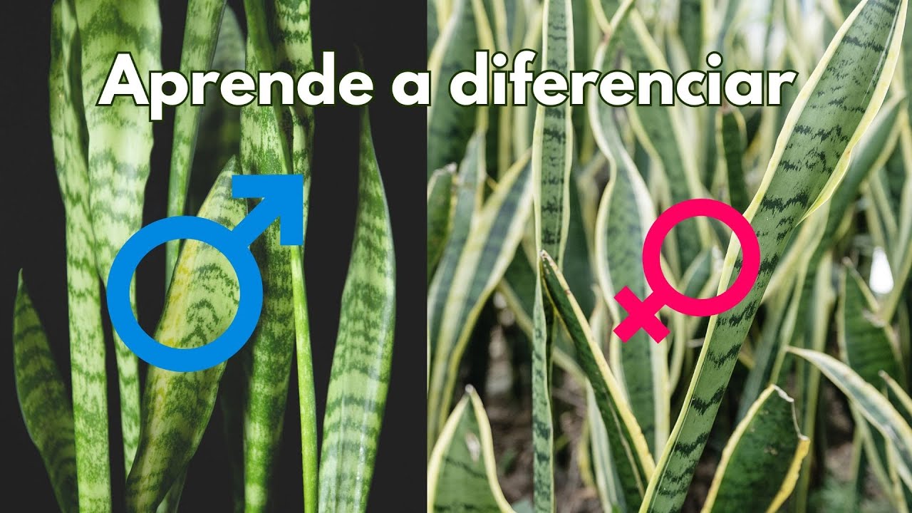 Hembra o macho? Sanseverias o lengua de suegra