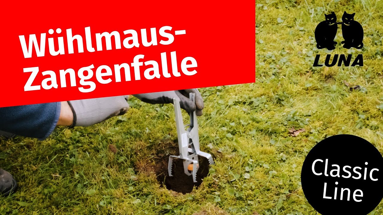 Wühlmaus Zangenfalle aufstellen: Einfache Anleitung