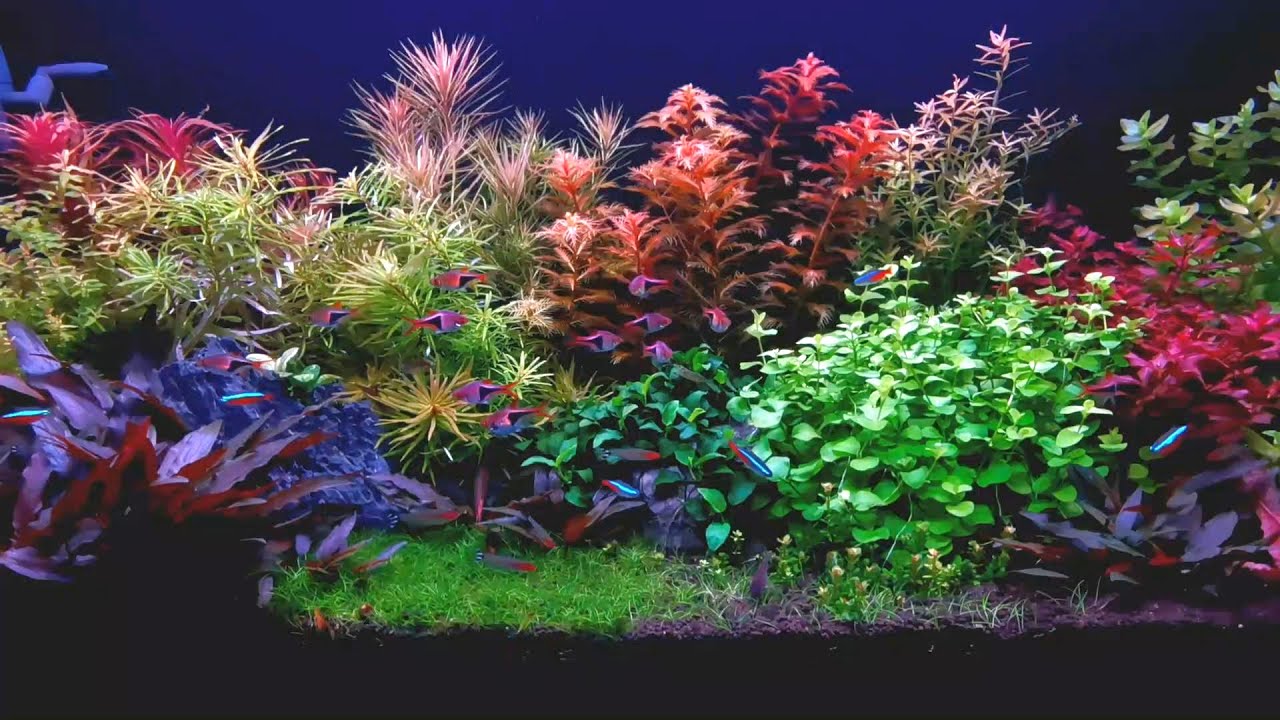 Weekaqua Lseries L900D2 PRO LED Full spectrum water plant light