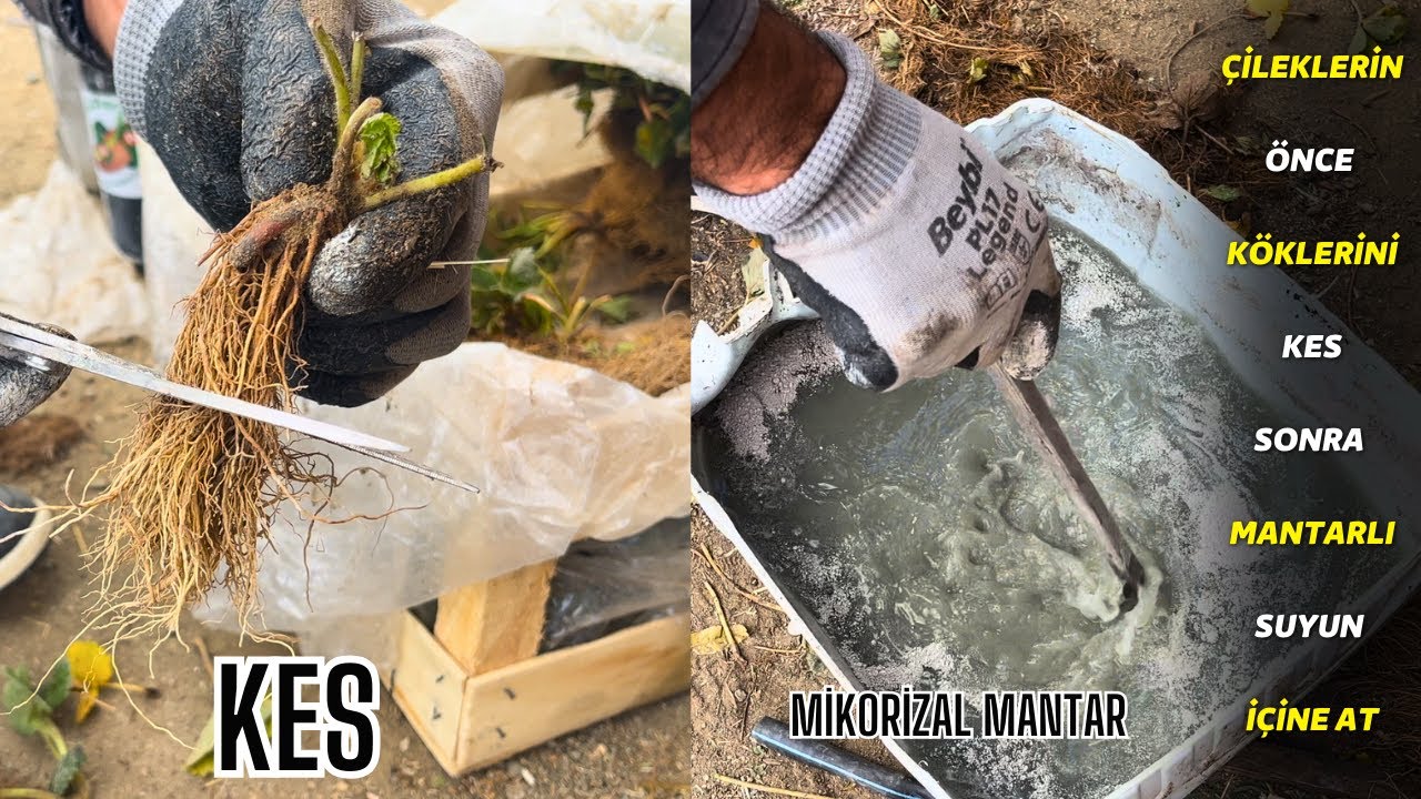 çilekleri hastalık ve zararlıdan koruyan topraktan besin almasını kolaylaştıran mantarlar ve bakteri